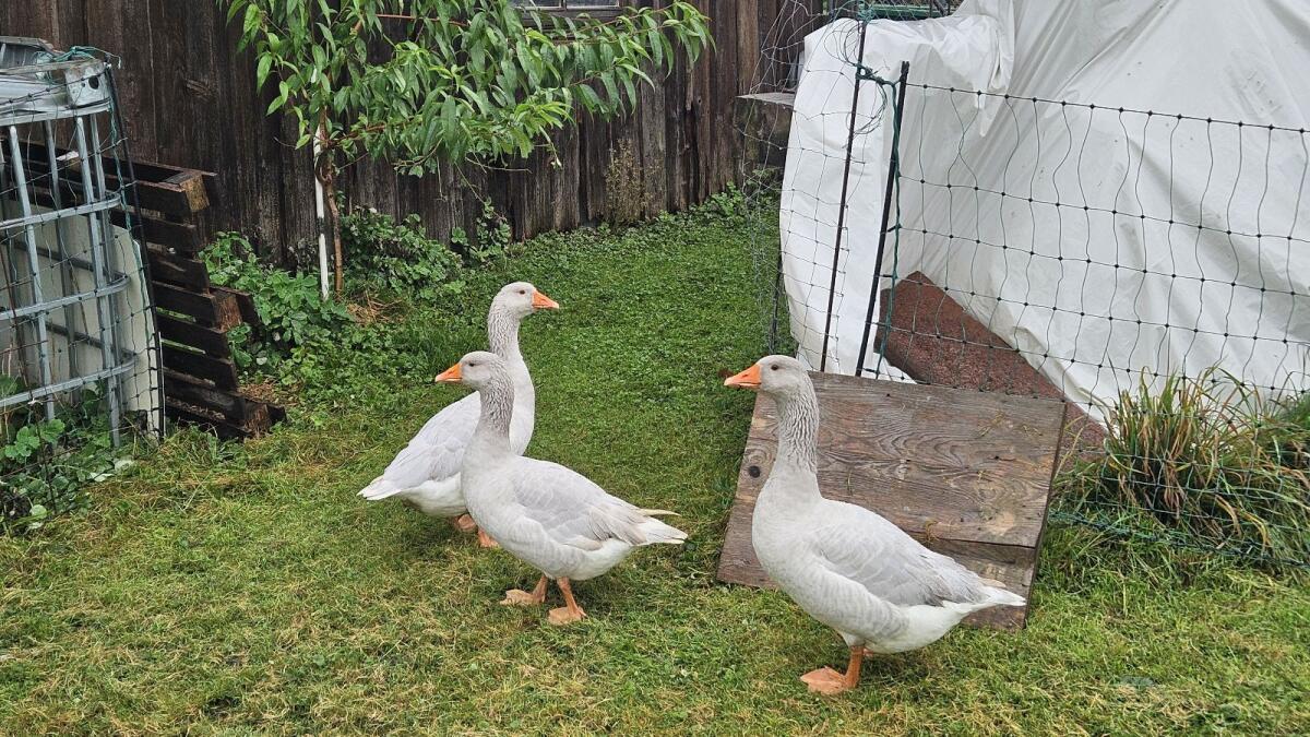 Fränkische Landgänse 1