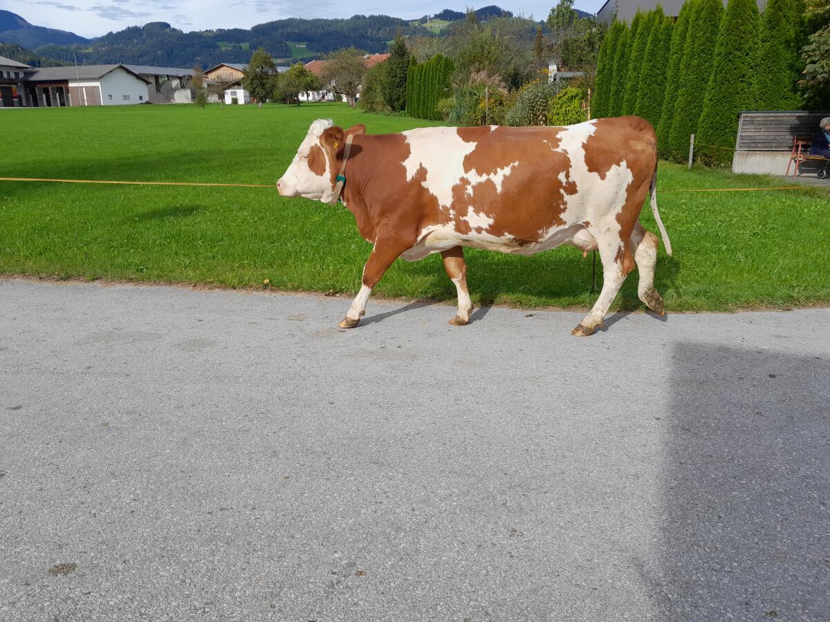 BIO  Fleckviehkuh 3