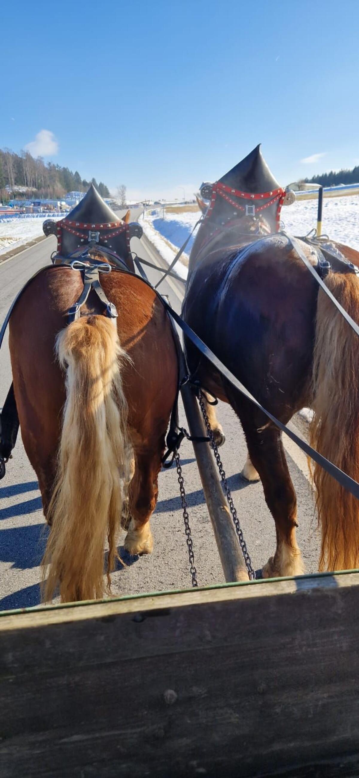 Ausbildung Fahren/Reiten 1