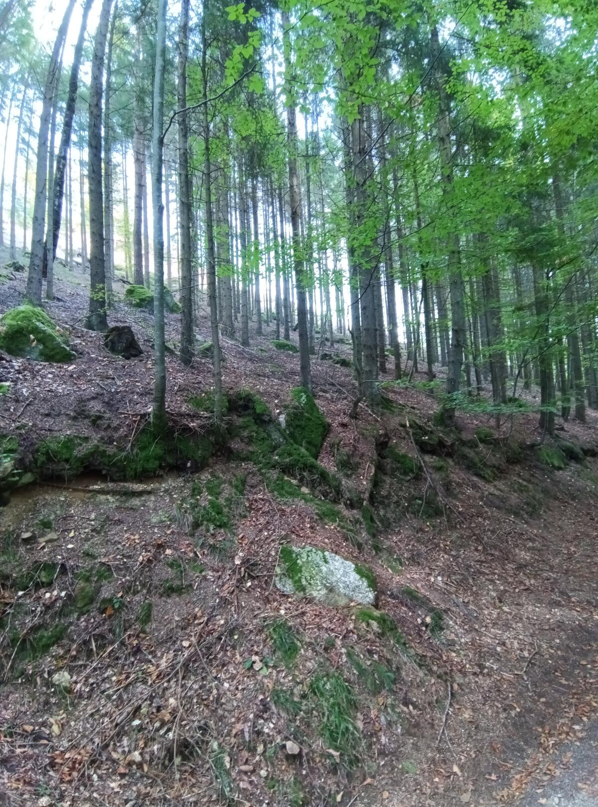Verkaufe Wirtschaftswald, Hochwald 2