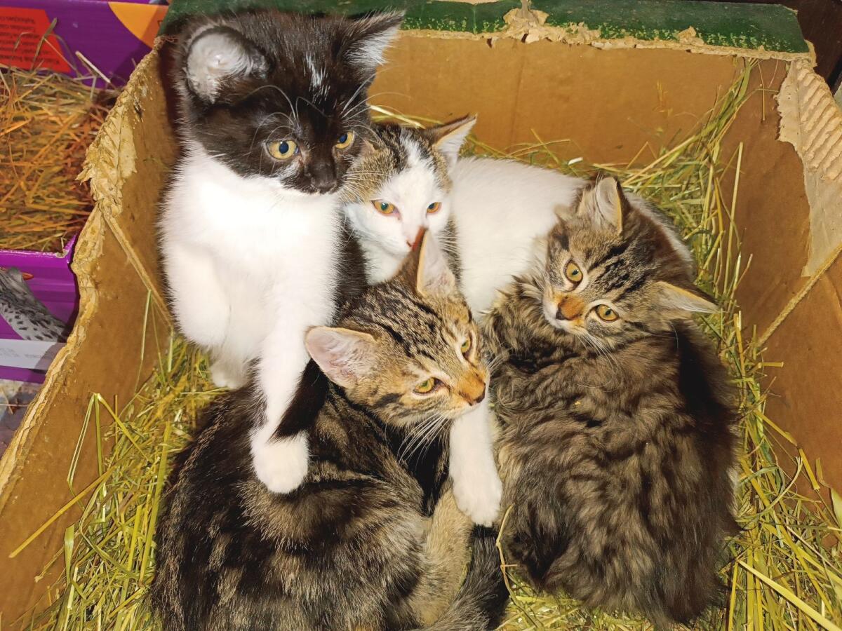 Kleine Katzen 1