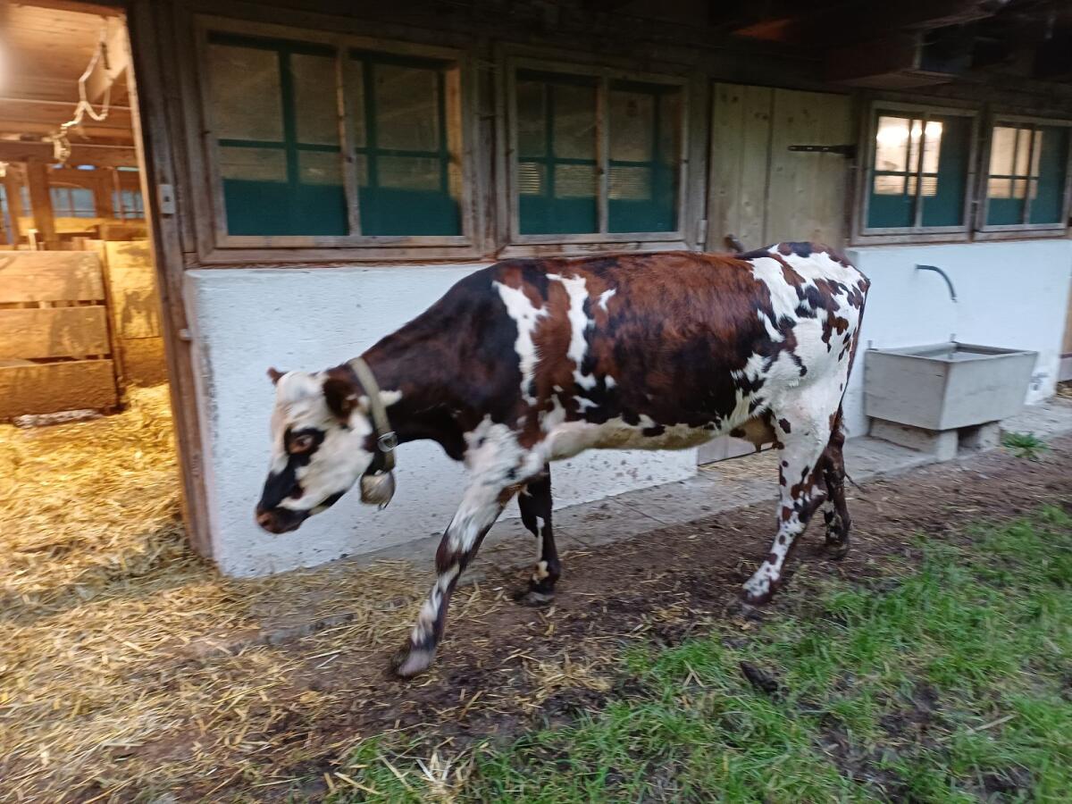 Reinrassige Normande Erstlingskuh, Bio 3