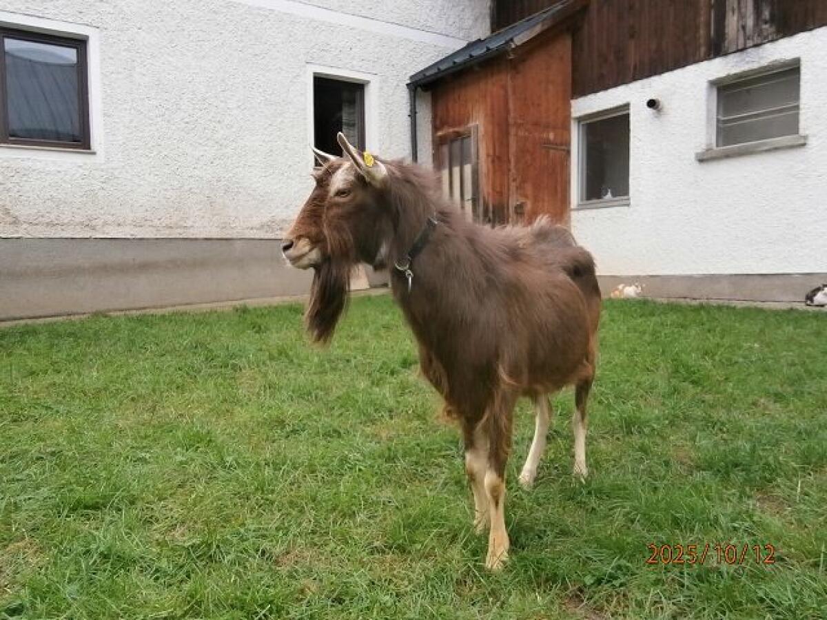 Ziegenbock 3