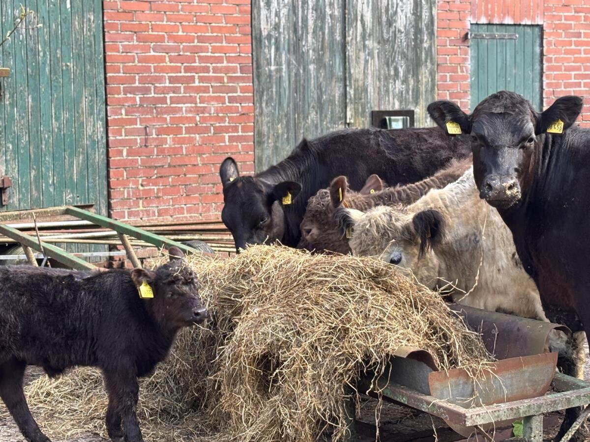 Absetzer Galloway Bulle 1