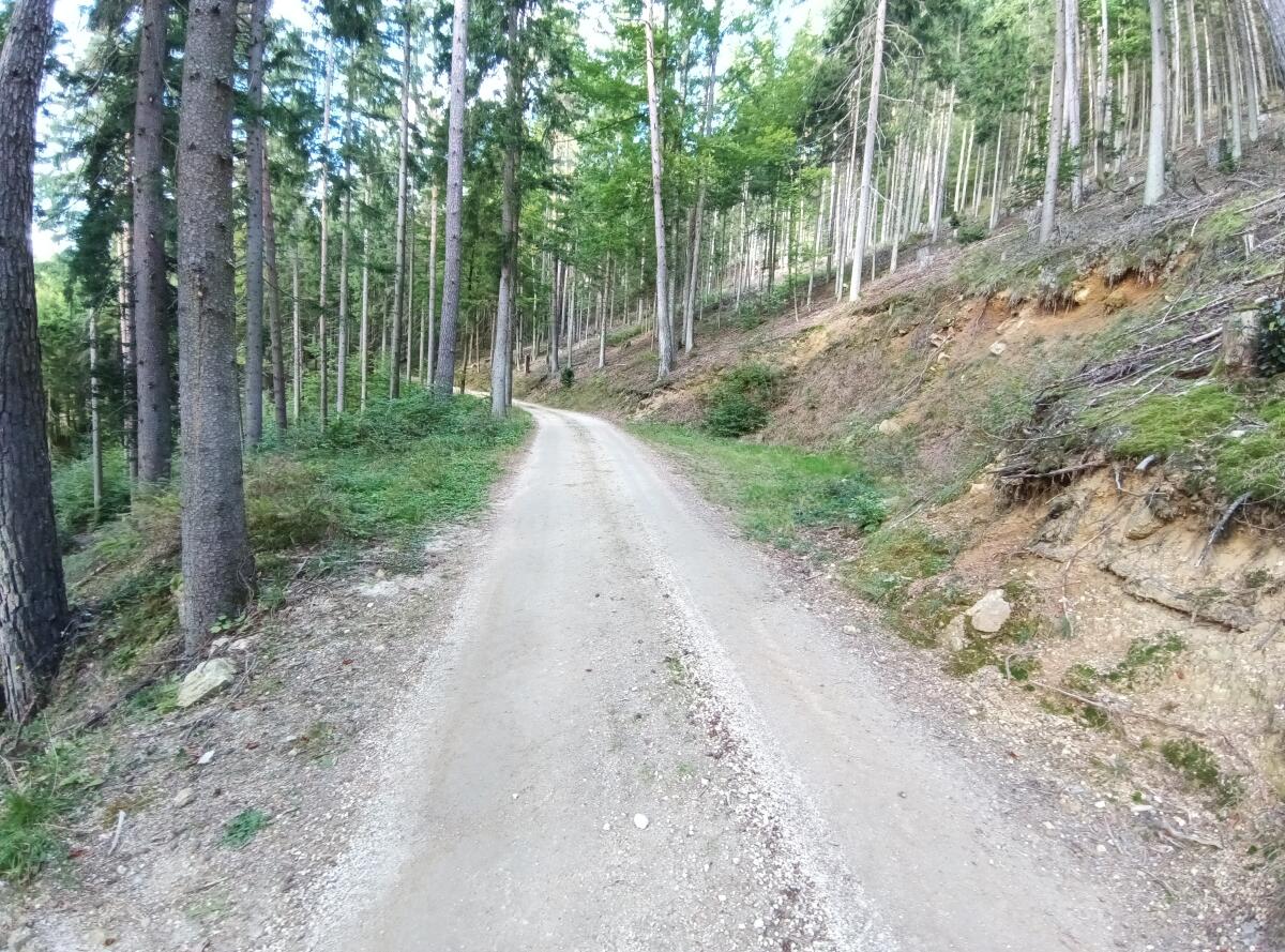 Verkaufe Wirtschaftswald, Hochwald 3