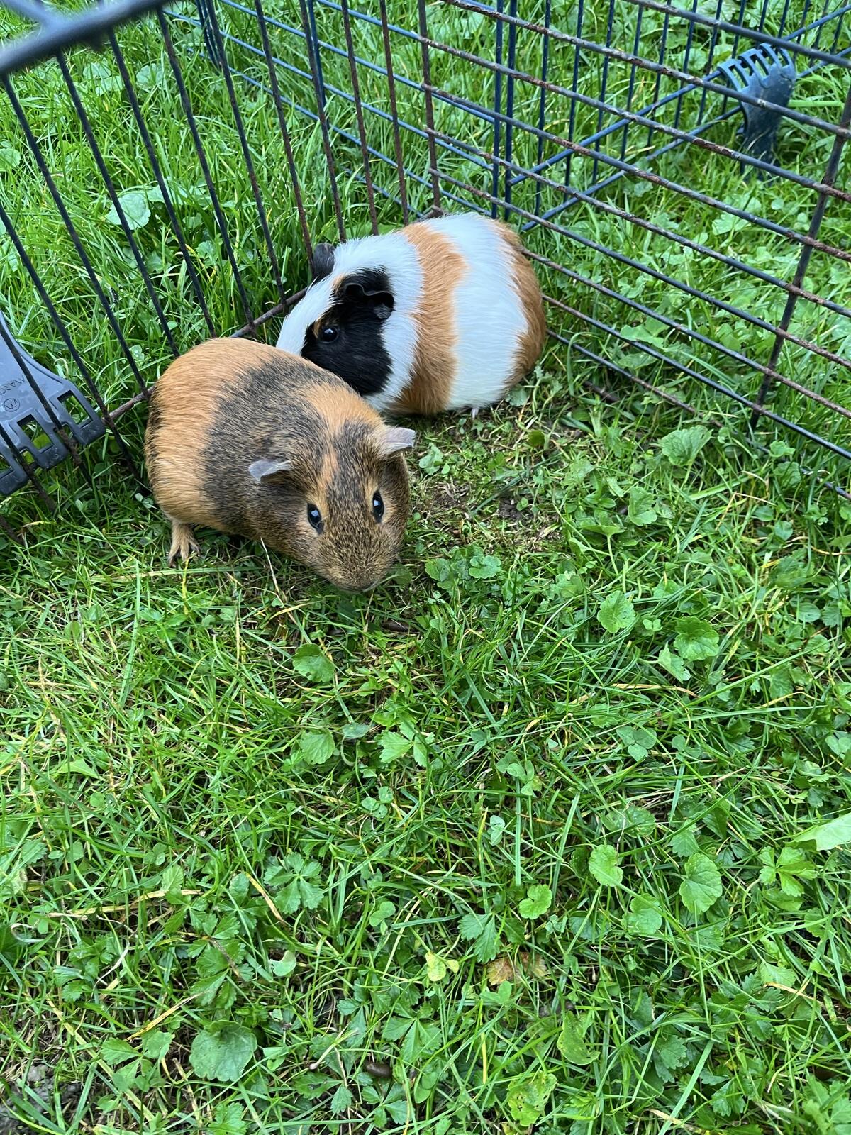 Meerschweinchen 2