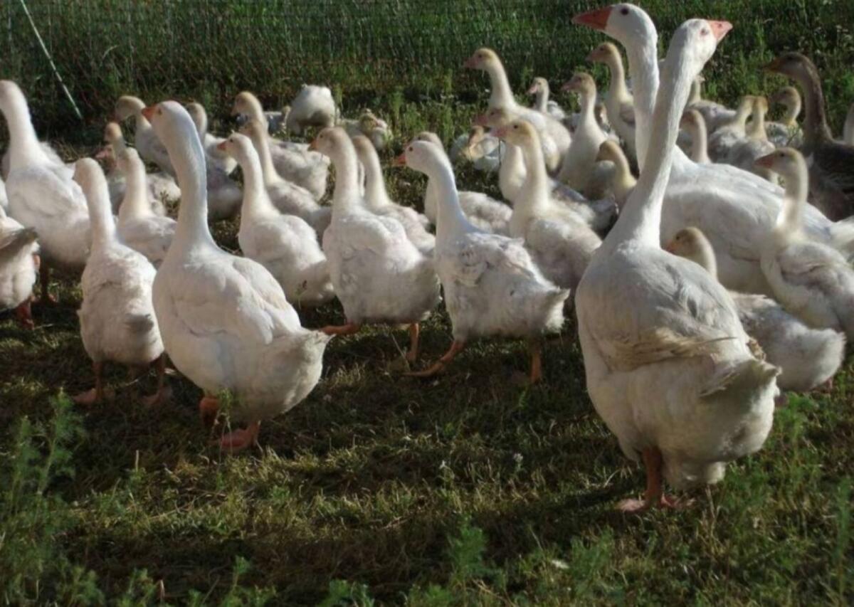 Bio-Gänse 1