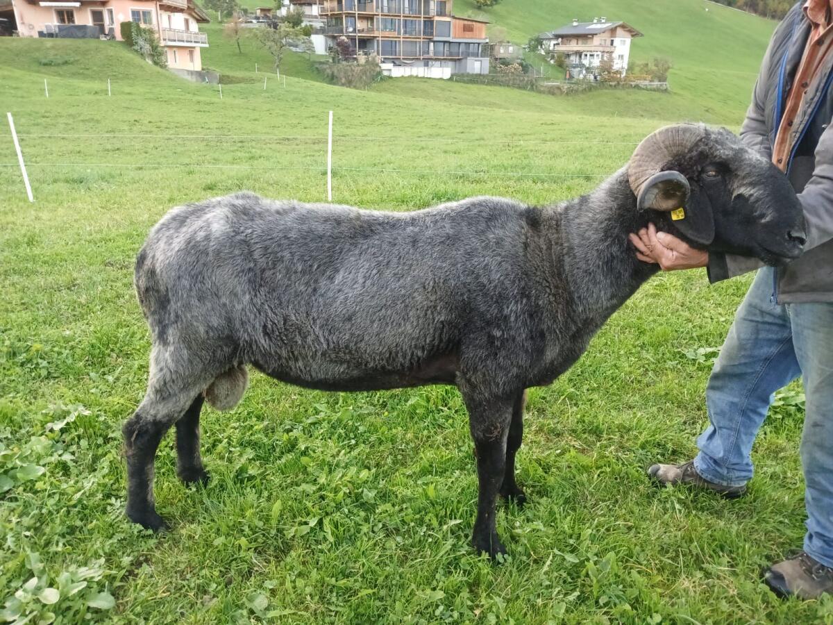Tiroler Steinschaf HB Widder 2