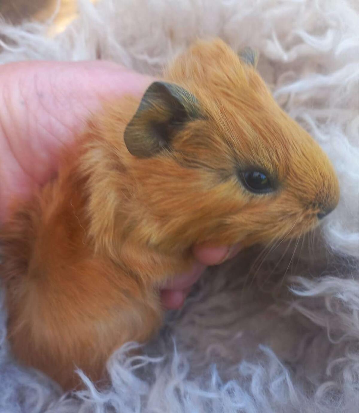 Meerschweinchen 2