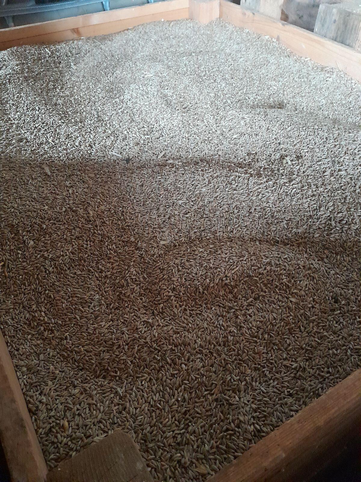 Grünschnittroggen zu verkaufen 2