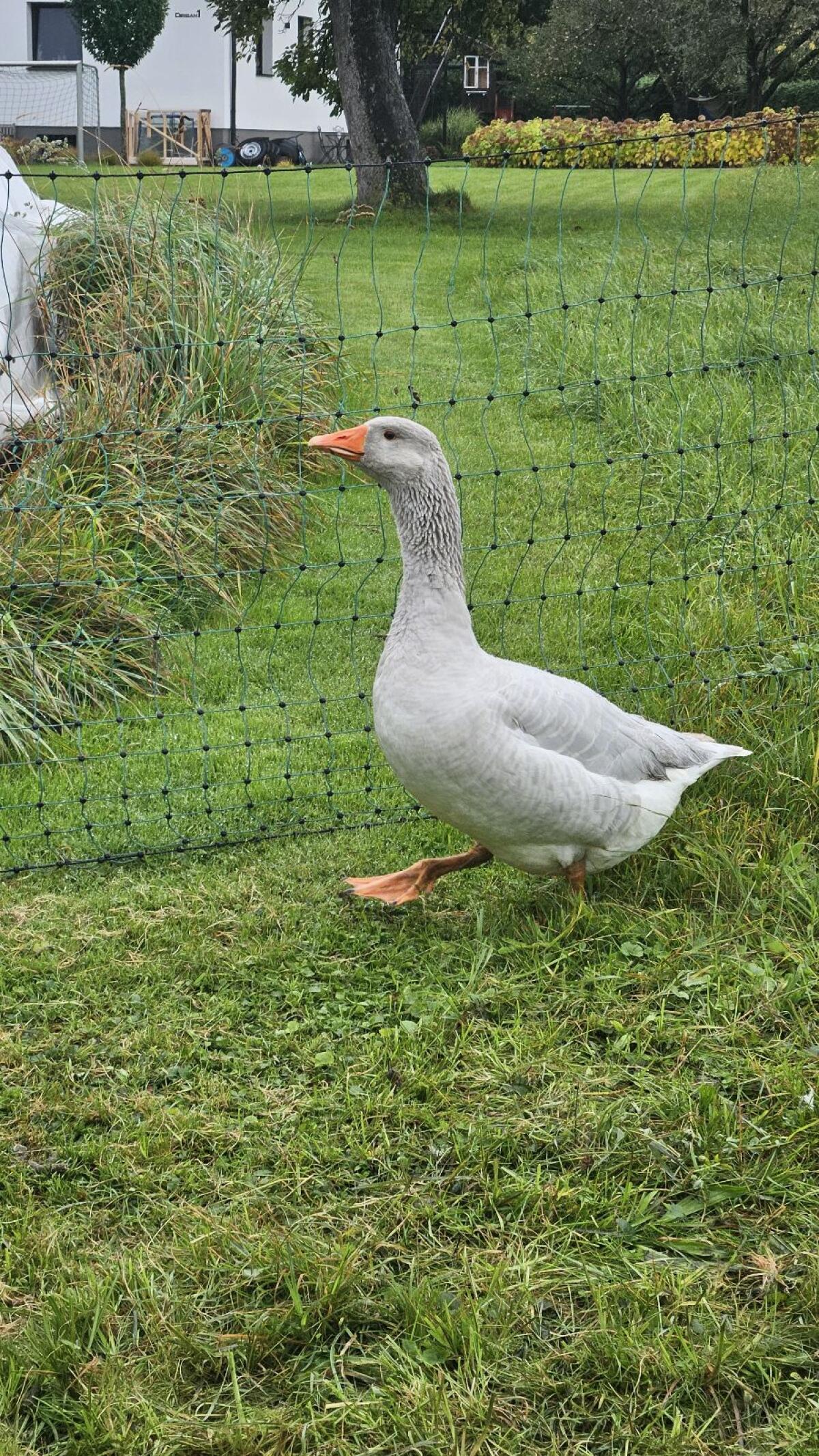 Fränkische Landgänse 2