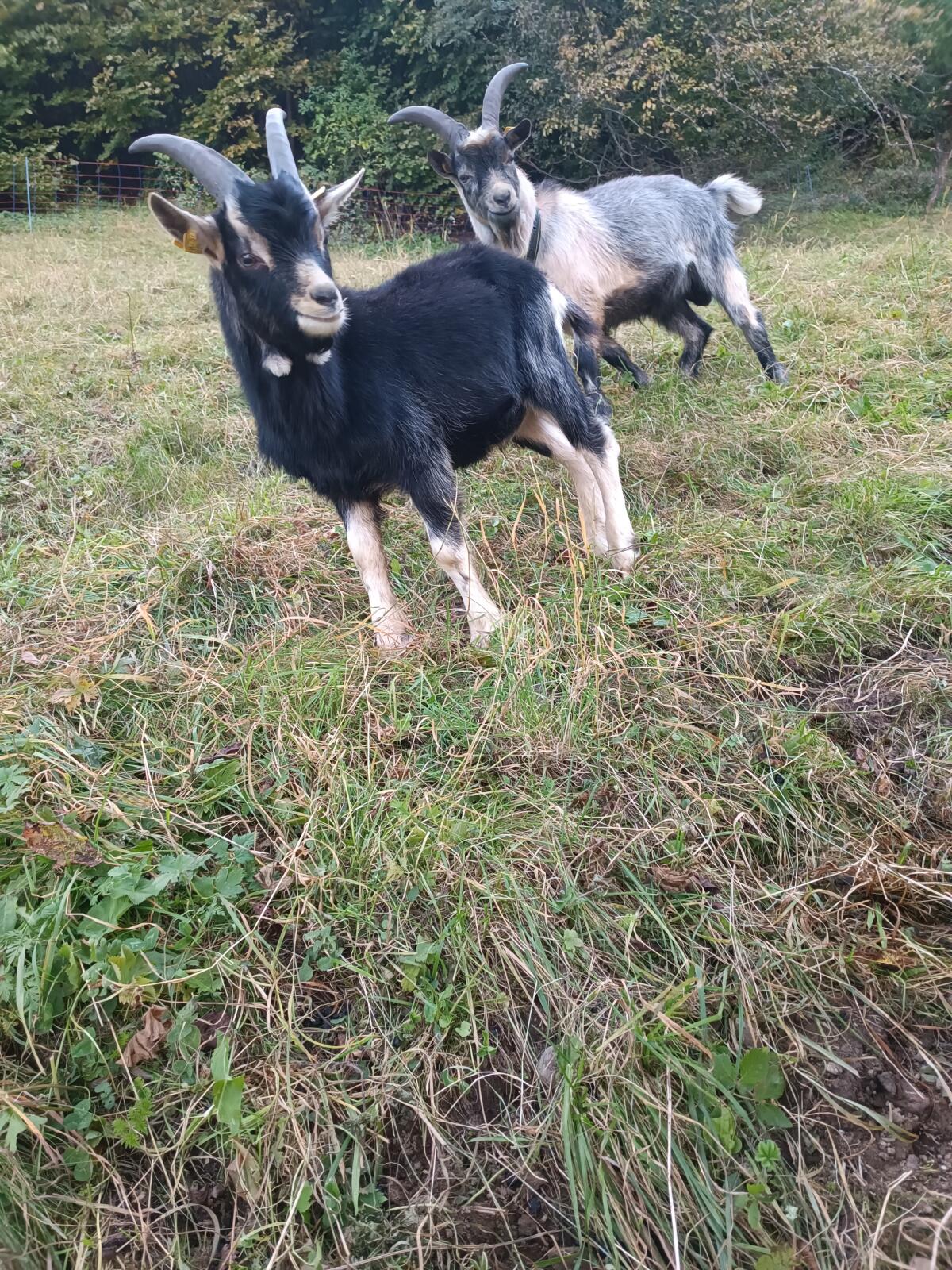 Ziegenbock 1