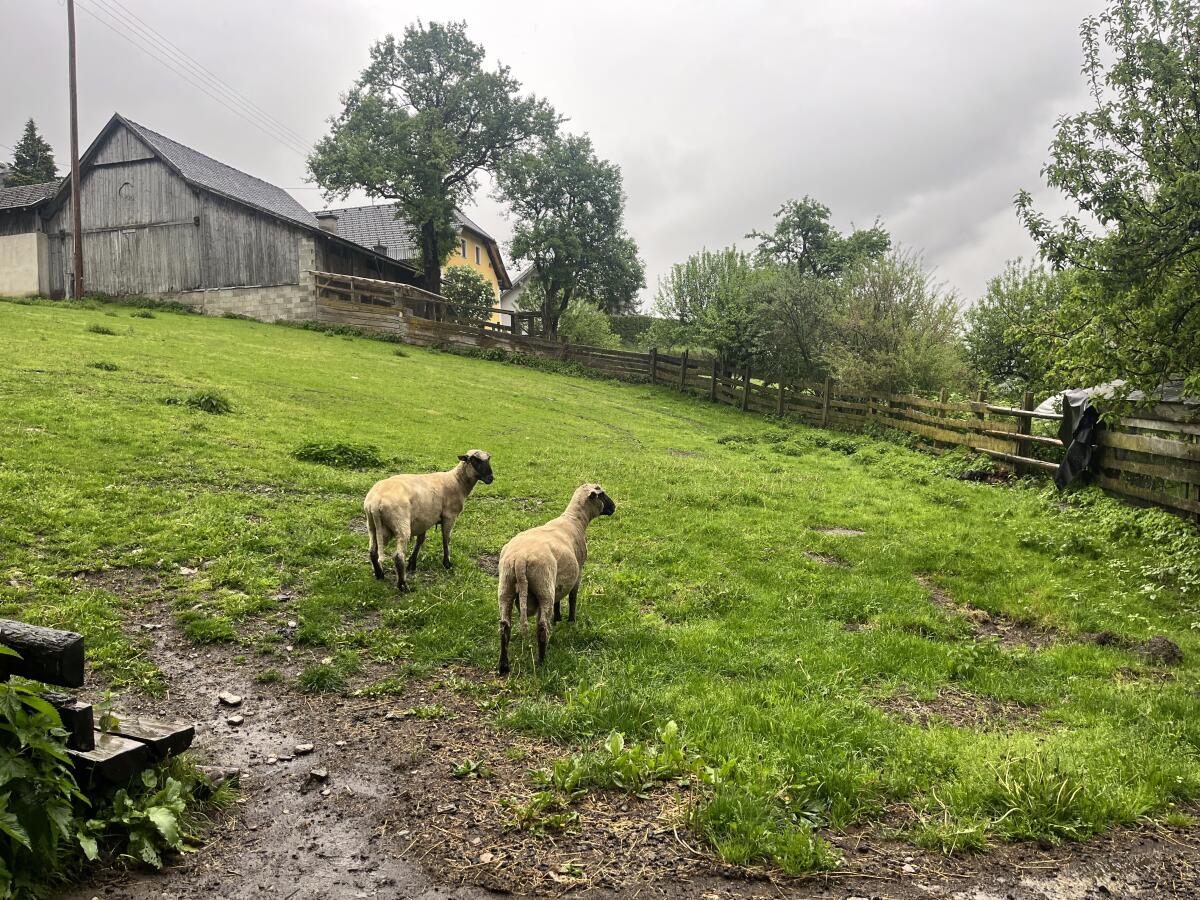 Reinrassige Shropshire Herde (Biobetrieb) zu verkaufen 3