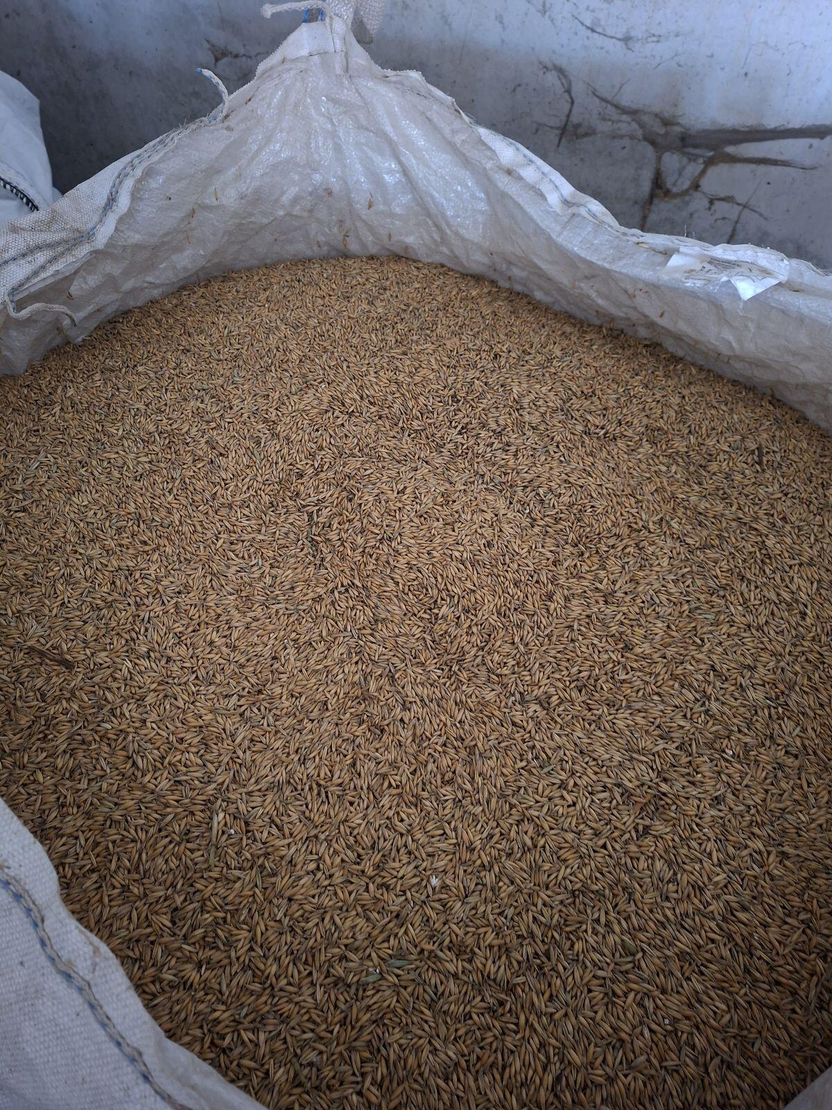 Bio Hafer Ernte 2025, vorgereinigt 1