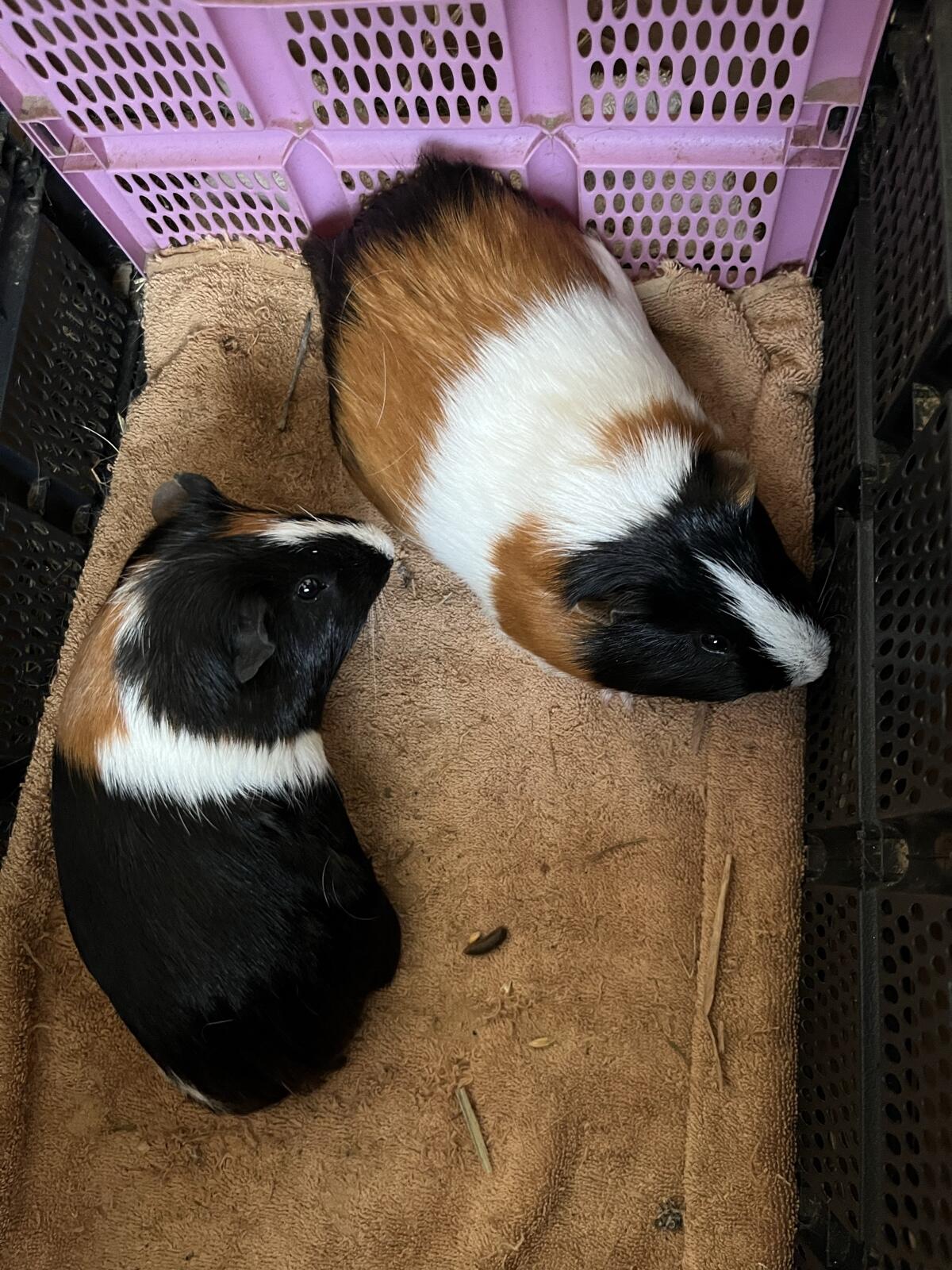 Meerschweinchen 3