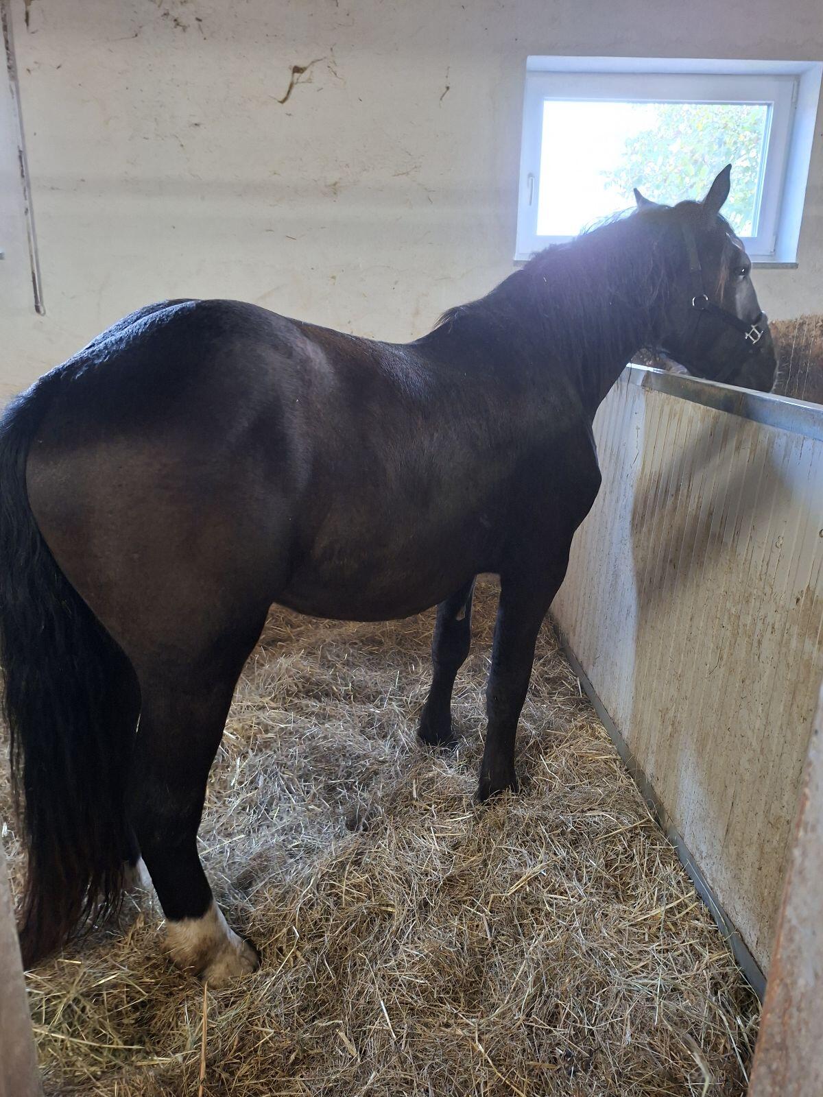 Noriker Wallach 2,5 Jahre 3