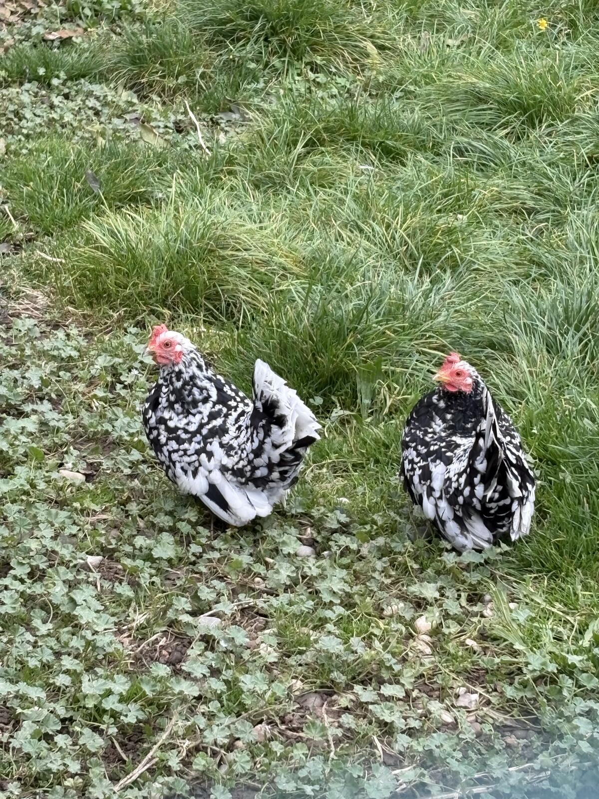 Zwerghühner 1