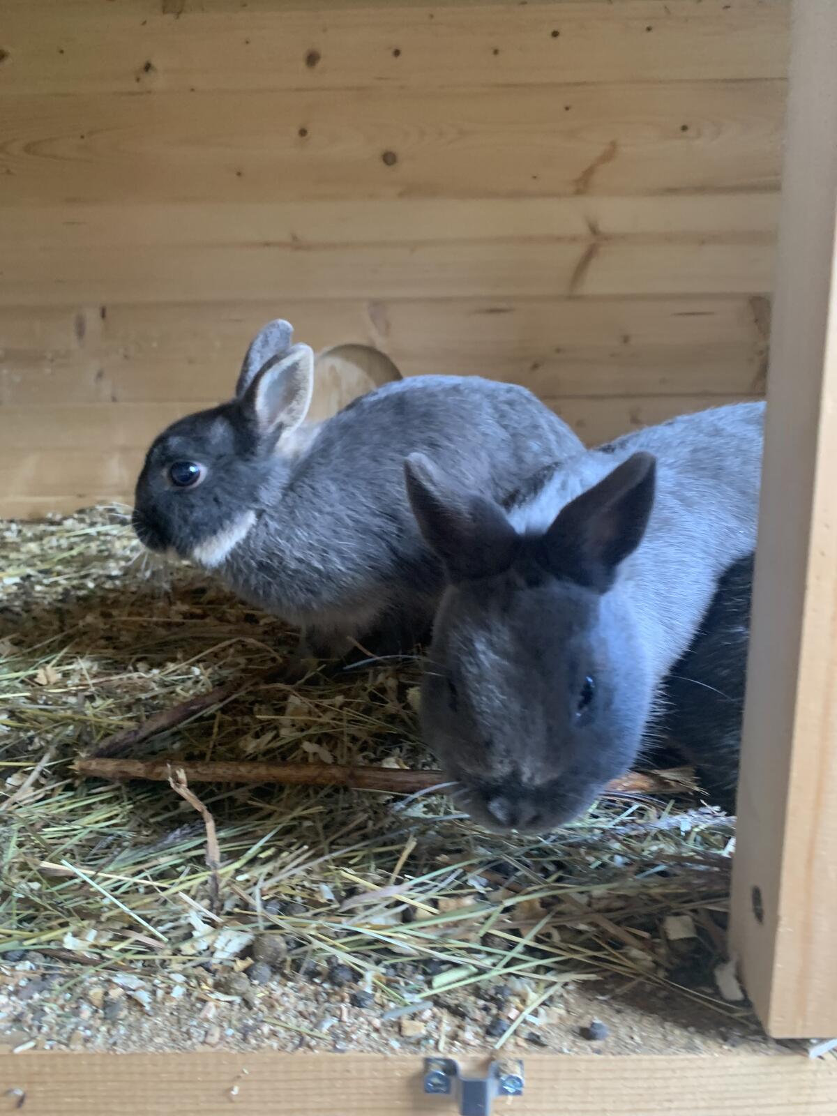 Zwergkaninchen 2