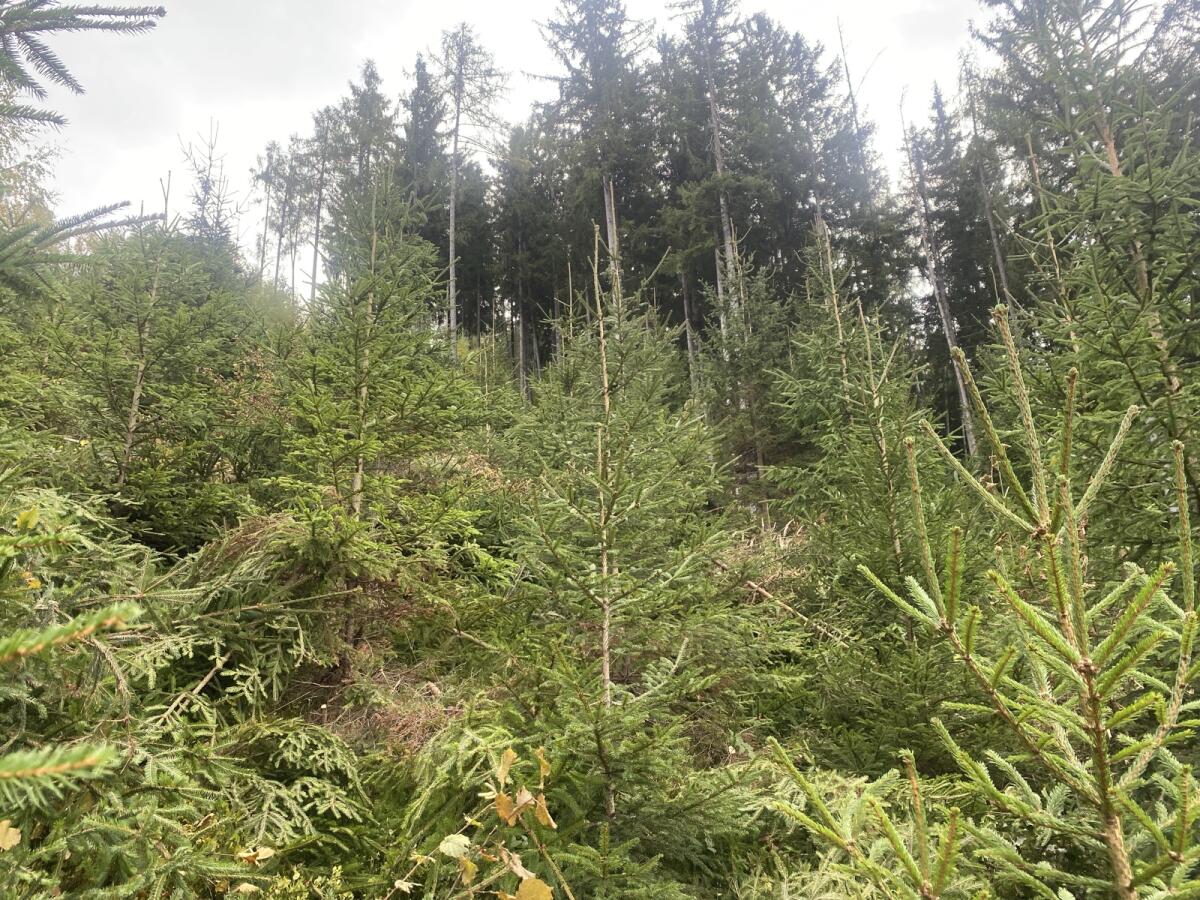 Holzschlägerung und Landschaftspflege 2