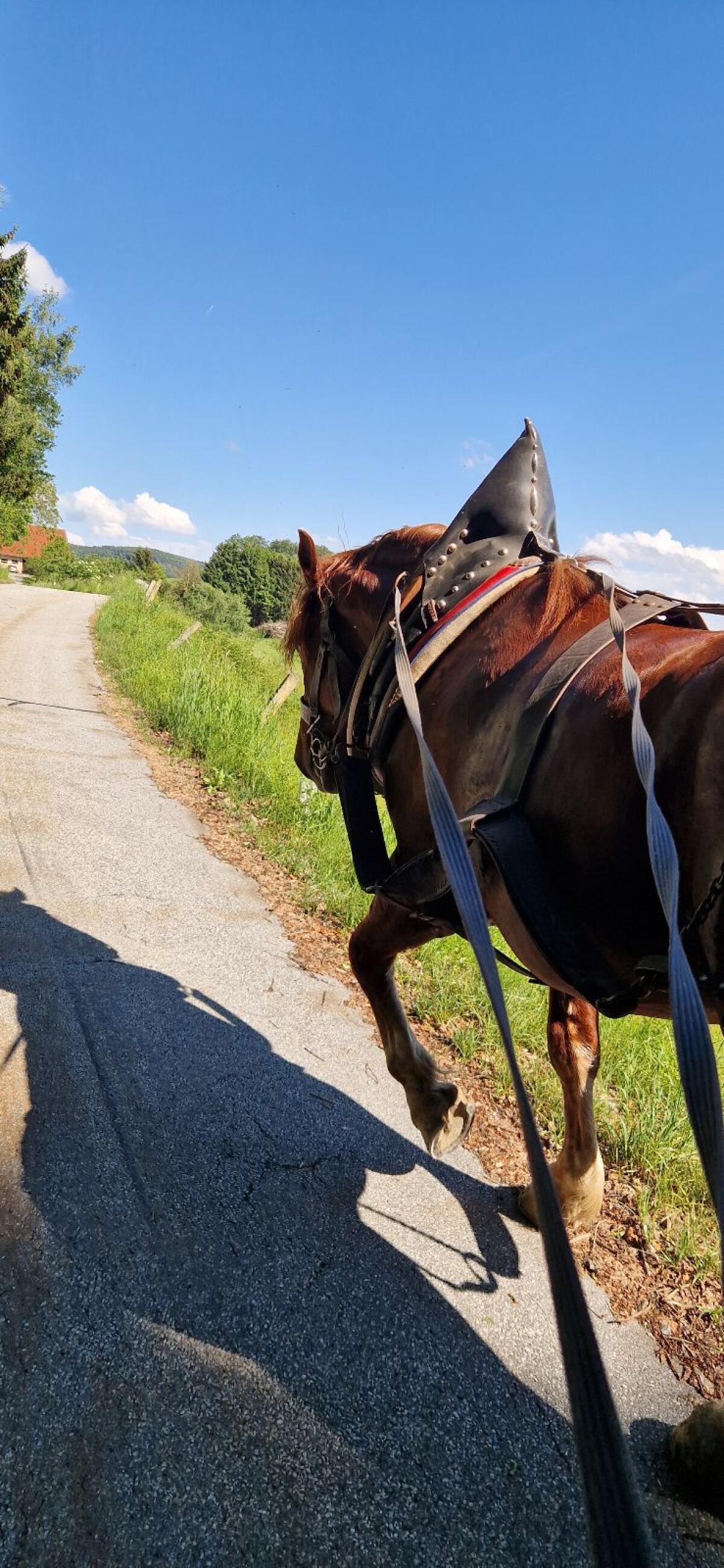 Ausbildung Fahren/Reiten 2