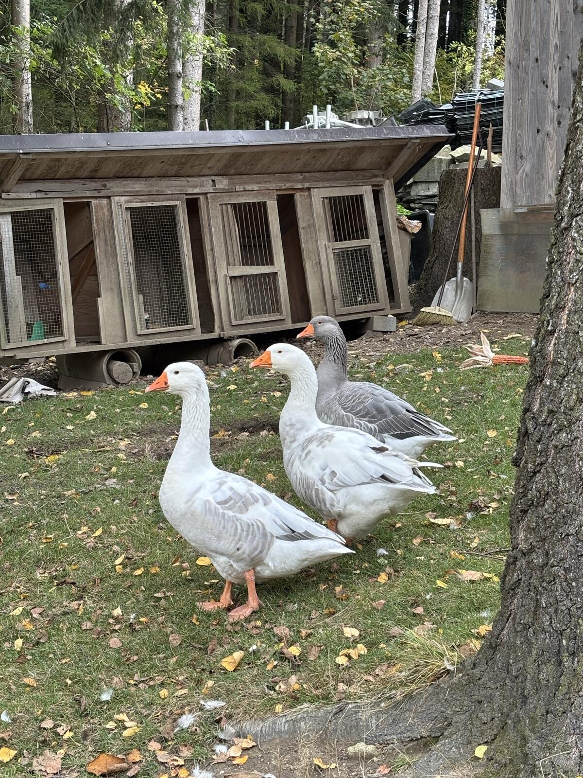 Hausgänse 1