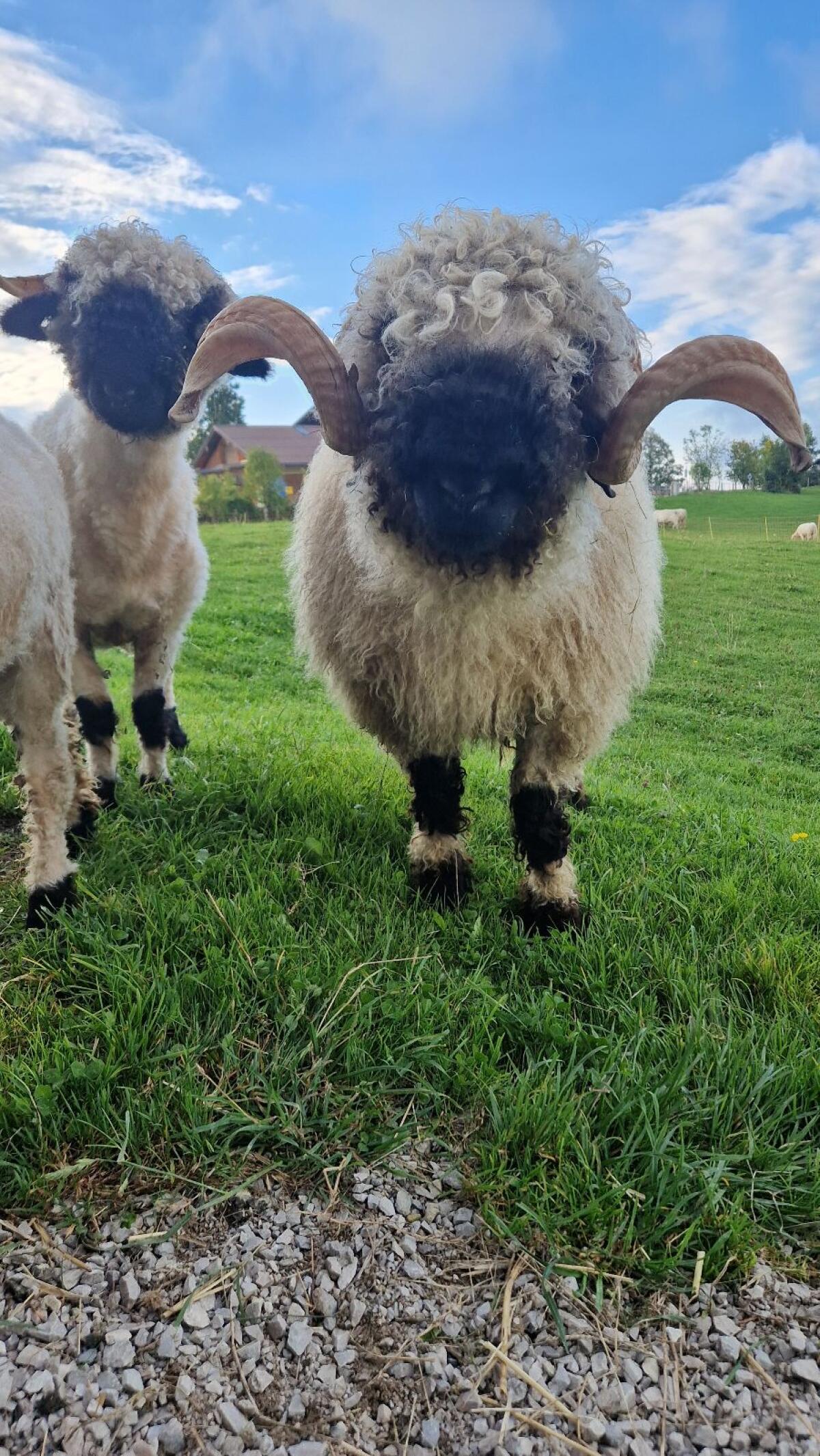 Walliser Schwarznasenschaf Widder, BIO 1