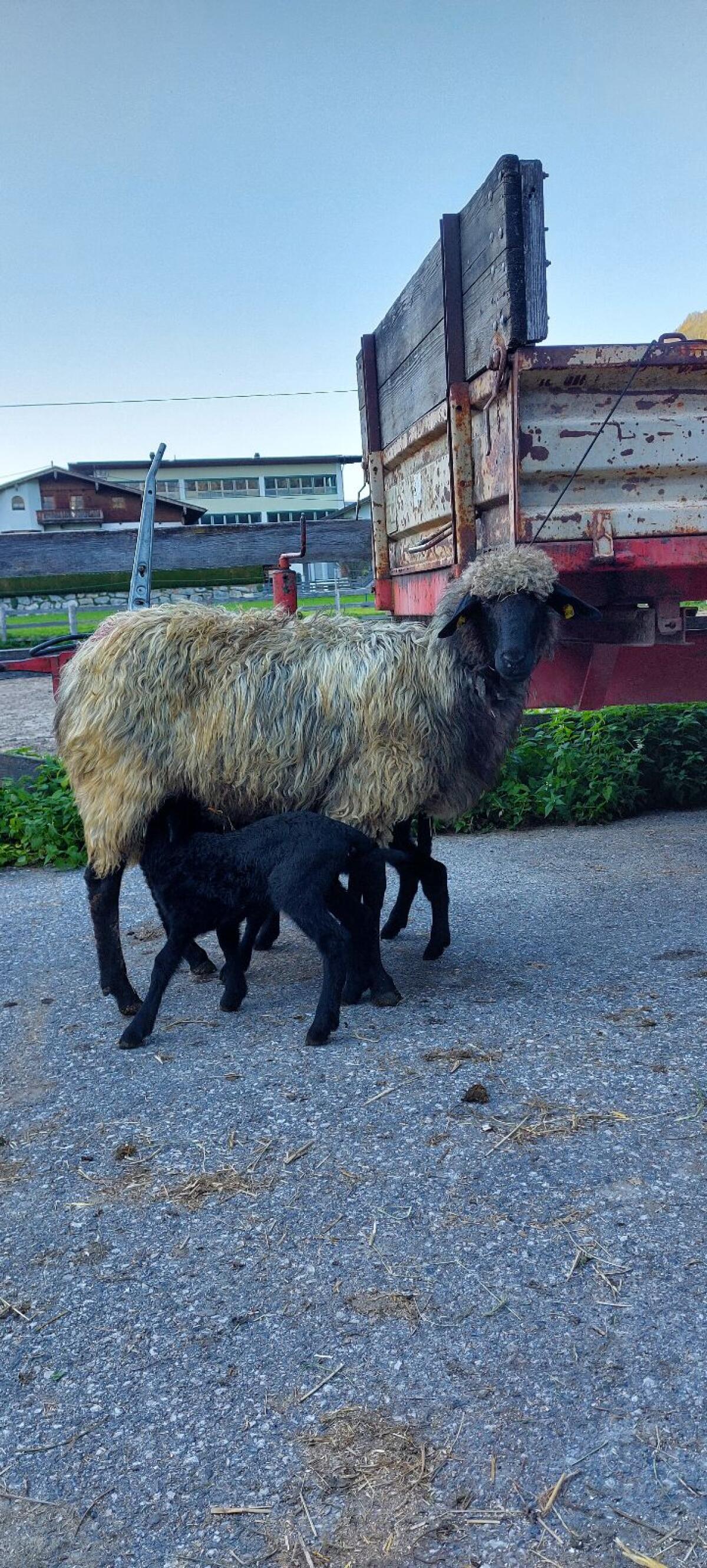 Tiroler Steinschaf 1