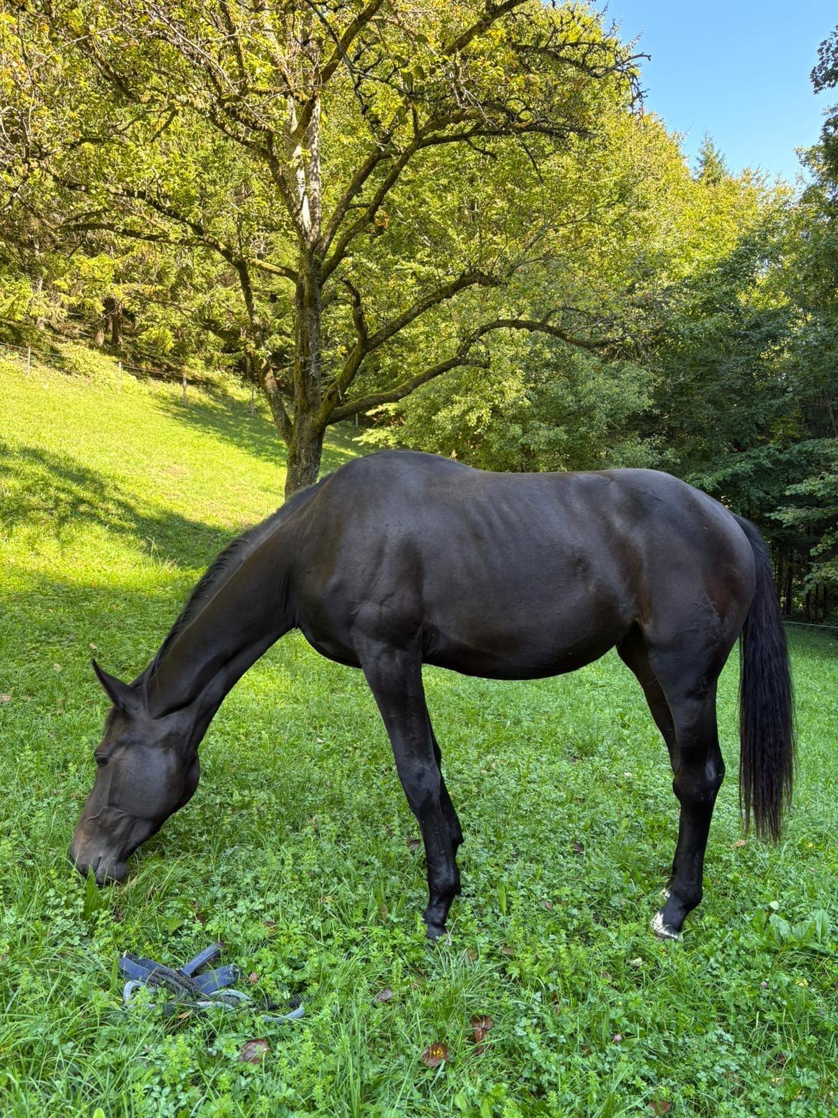 Junge Warmblutstute 1