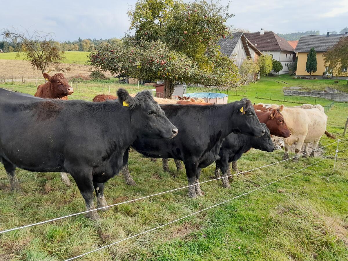 Bio Anguskühe und Kalbinnen 2