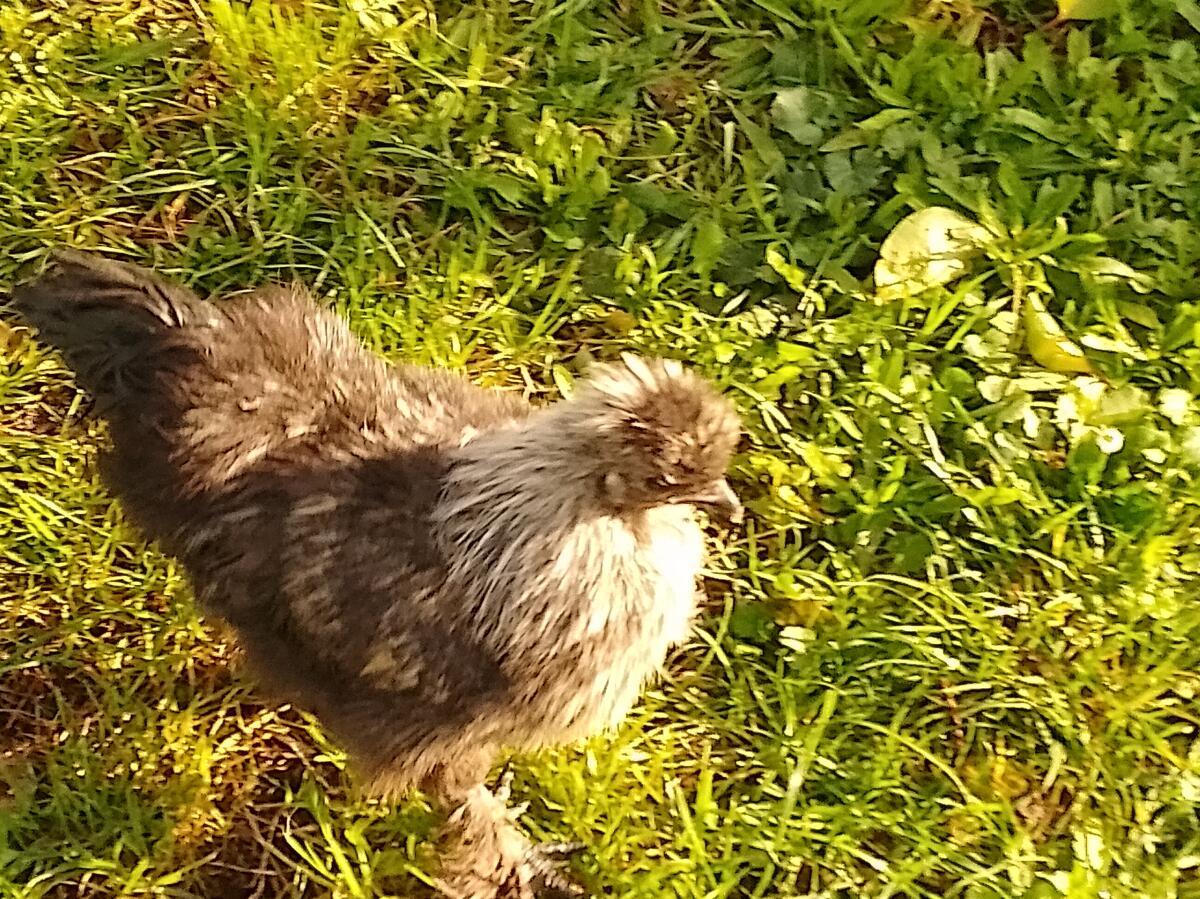 Zwergseidenhahn, 4 Monate 2