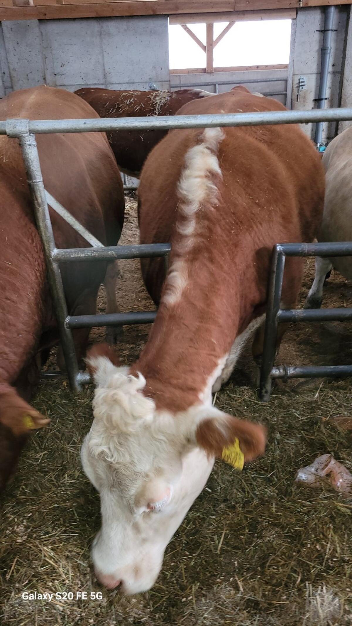 Hereford Kälber/Kühe 2