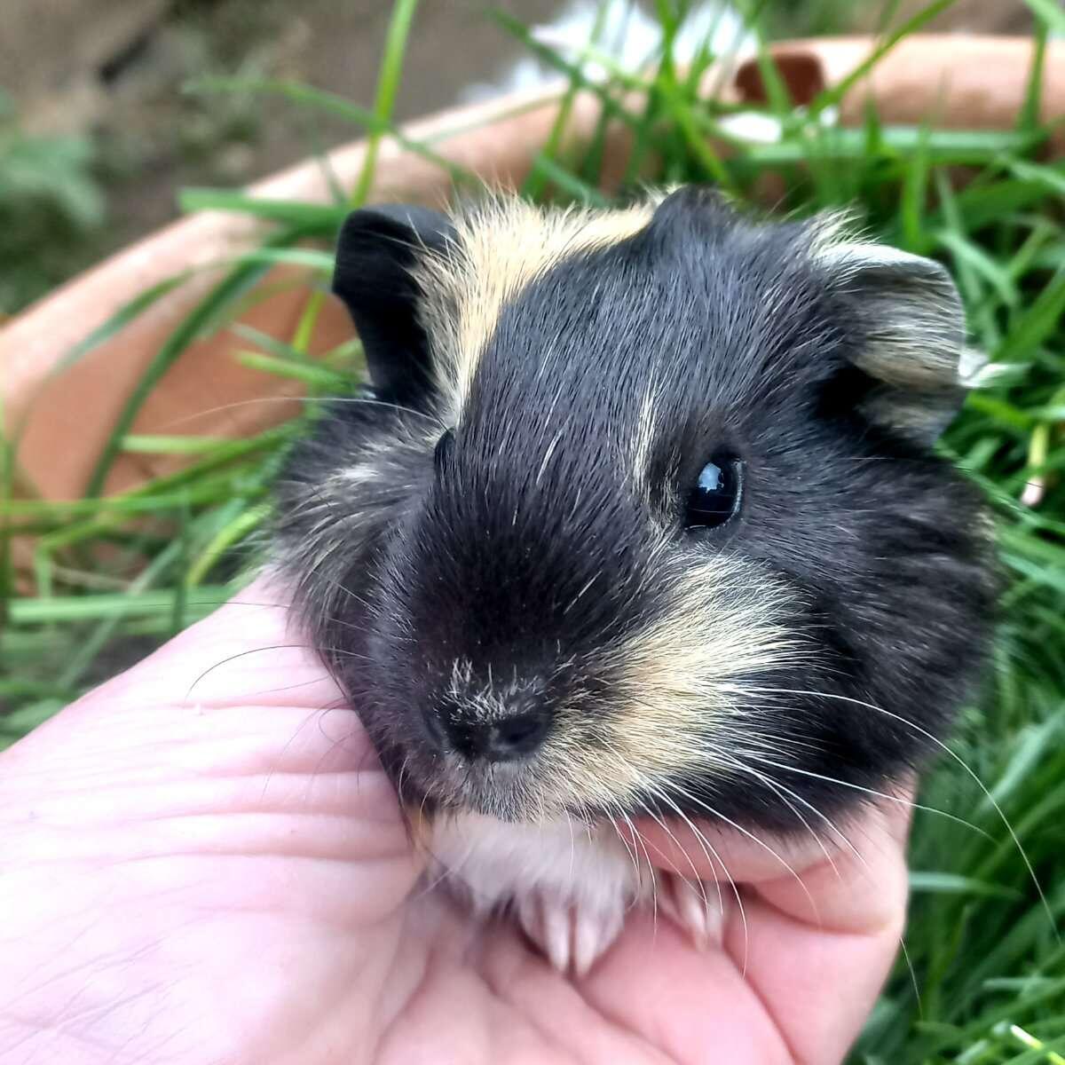 Meerschweinchen 3