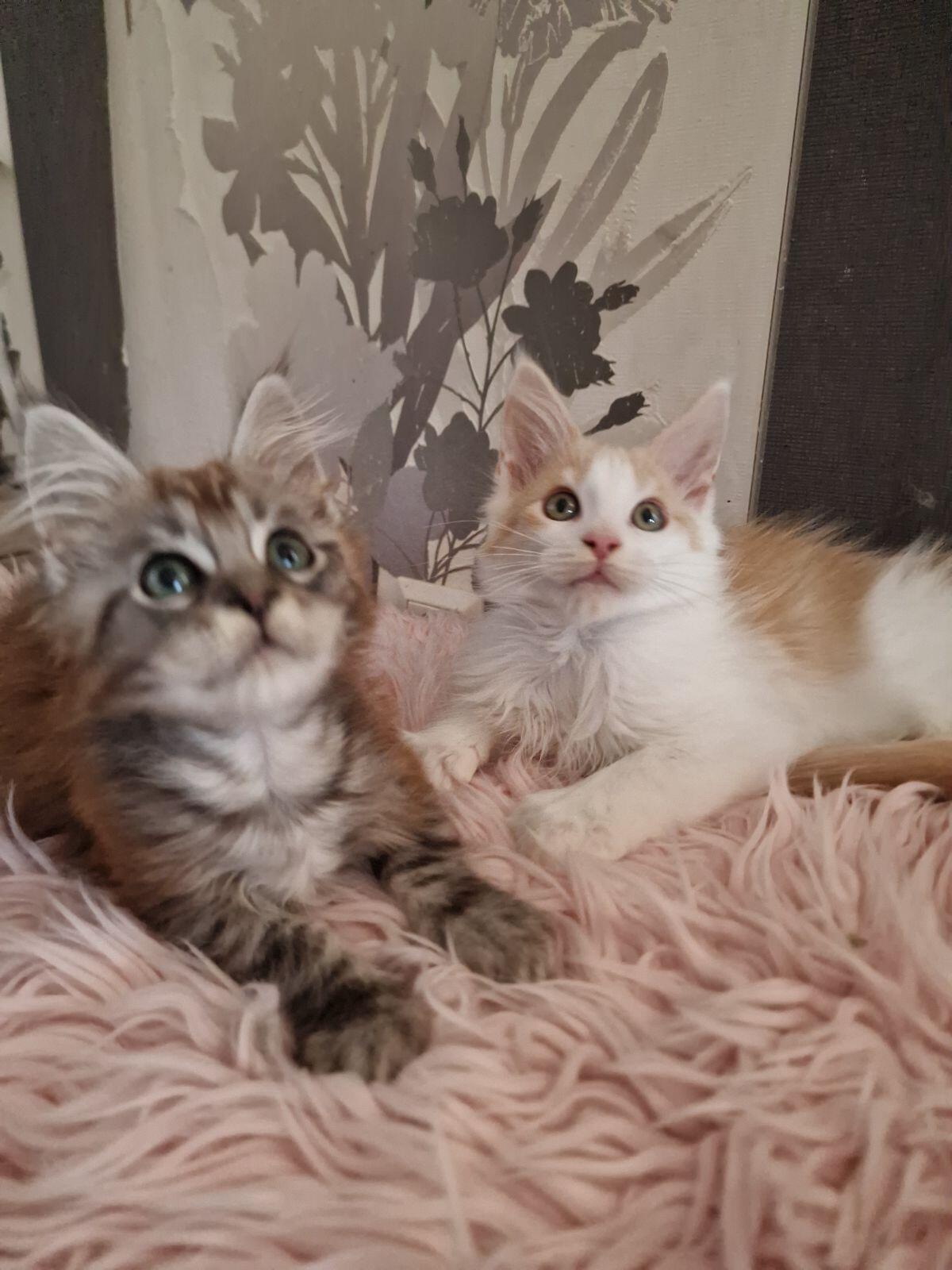 Maine Coon mit Stammbaum, männlich 2