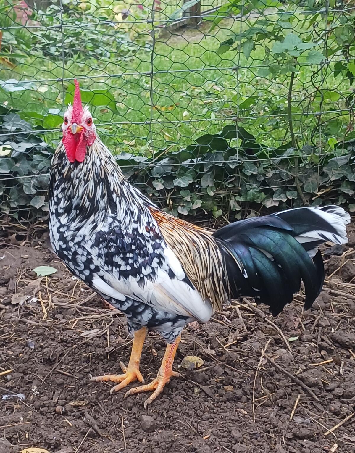 Steinpiperl Junghähne 1
