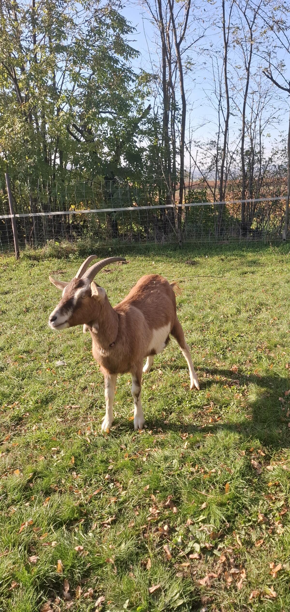Ziege trächtig 1