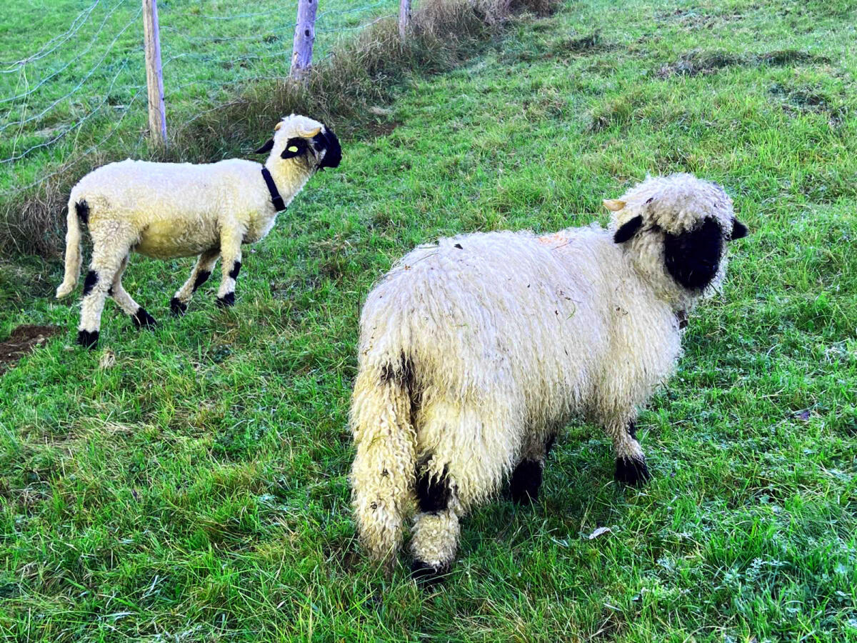 Verkaufe 2 Walliser Schwarznasen Jungkilber 3