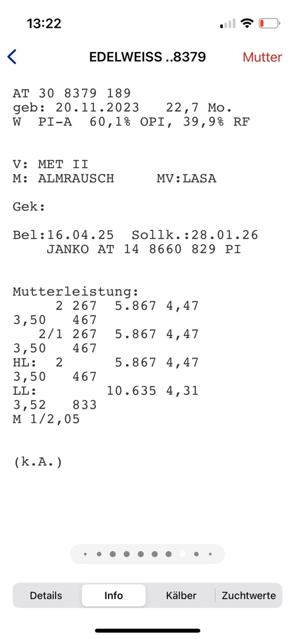 Trächtige Pinzgauer Kalbin 3