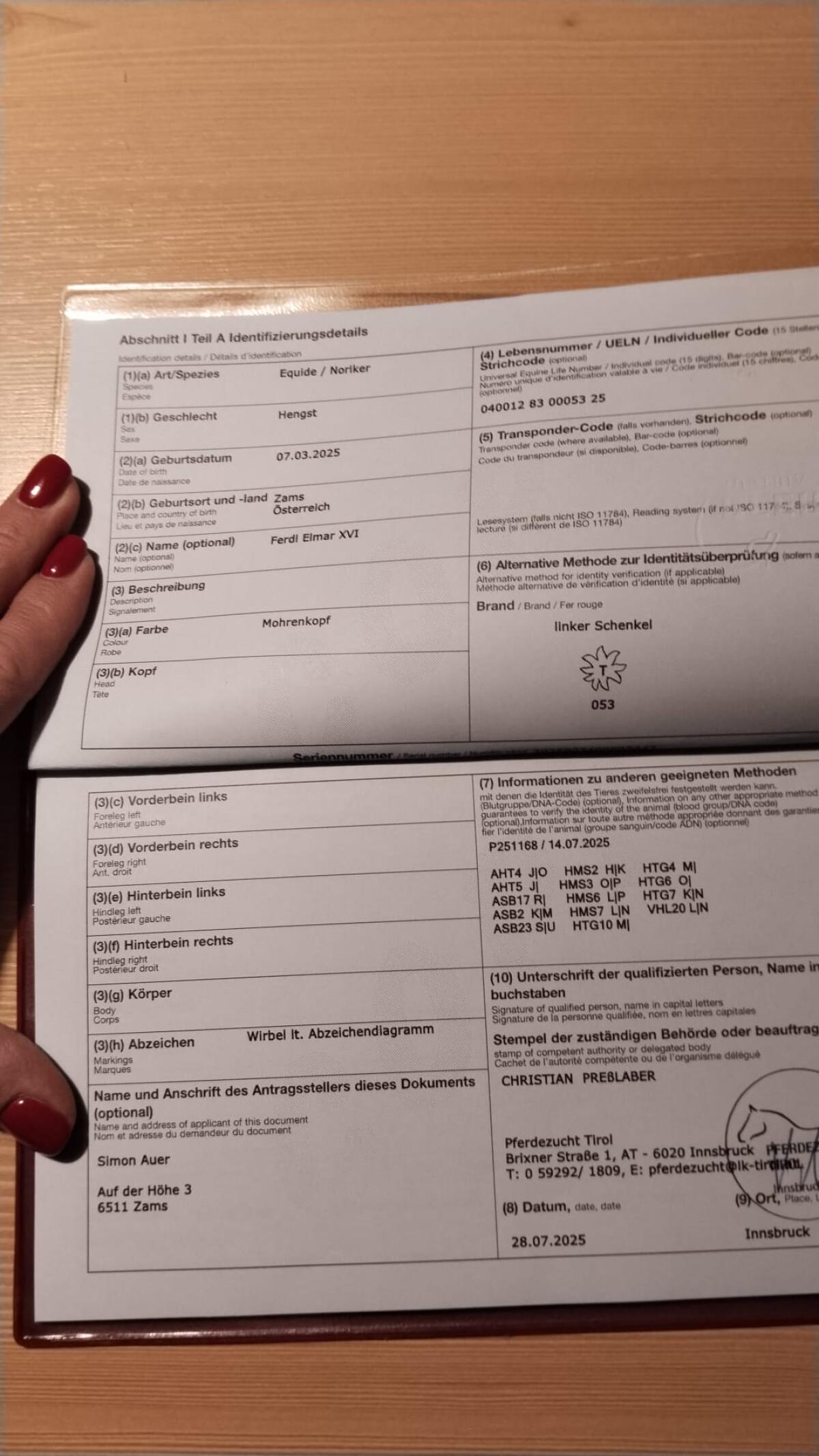 Verkaufe schönes Noriker Hengstfohlen 2