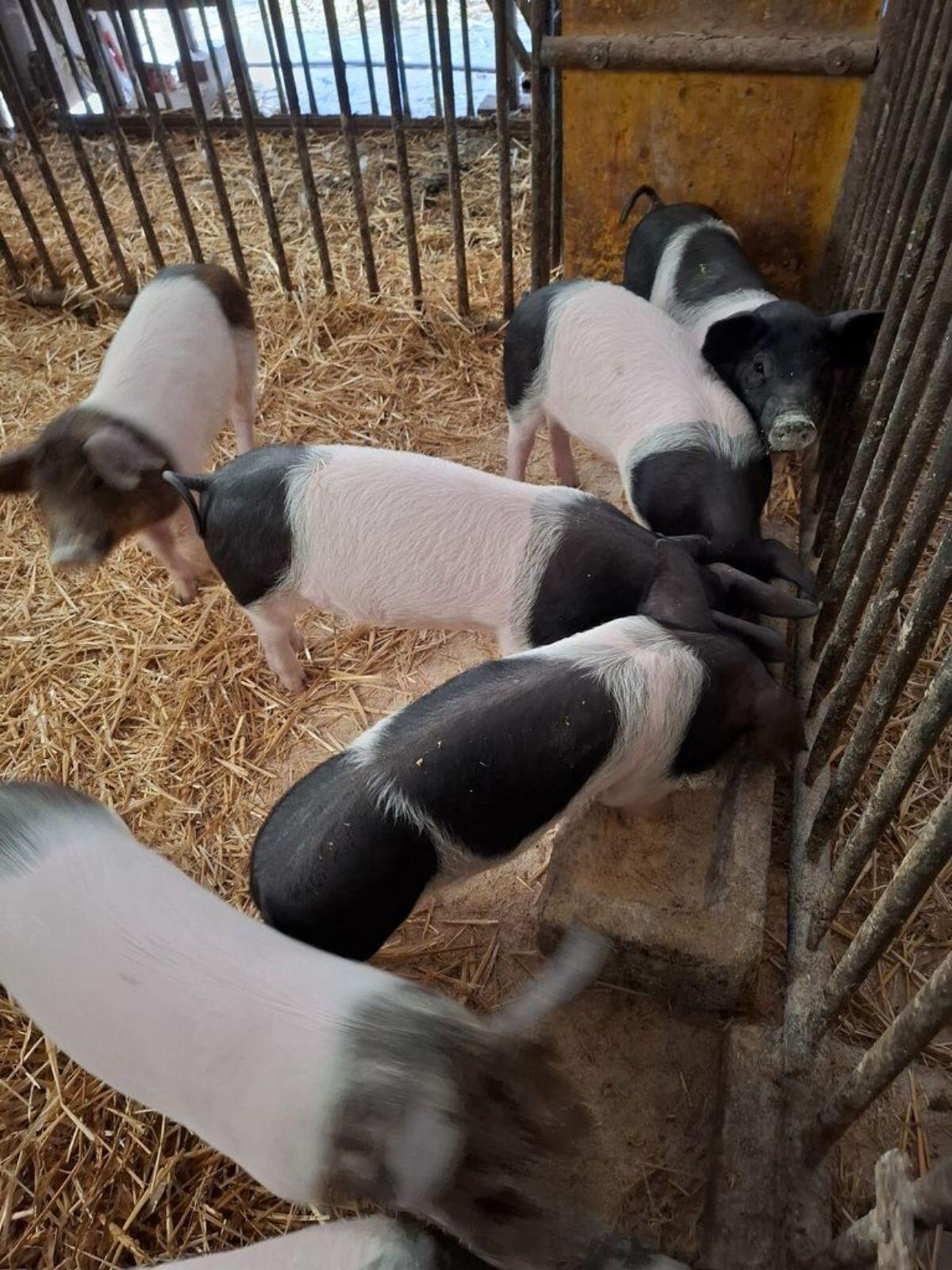 Ferkel 2