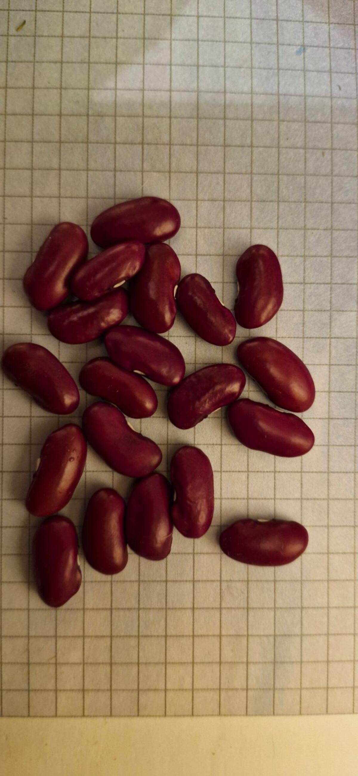 Rote Kidneybohnen 1