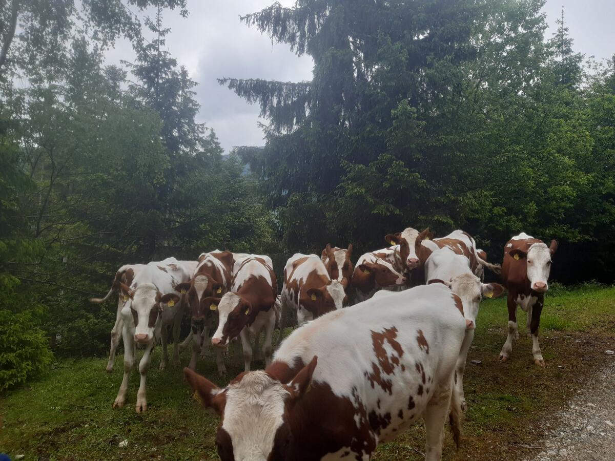 RF Jungvieh belegfähig 1