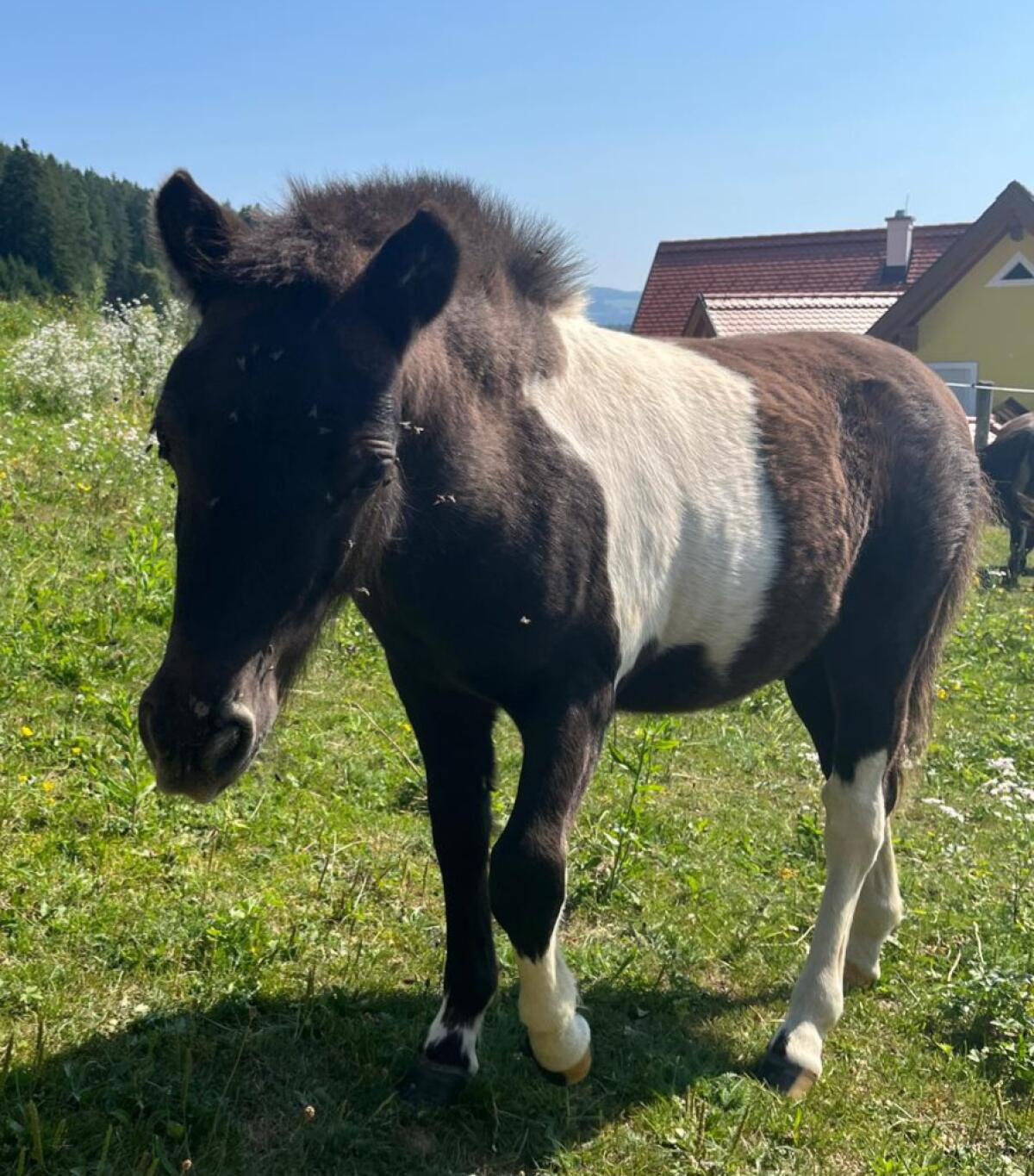 Shetlandpony Hengstfohlen 3