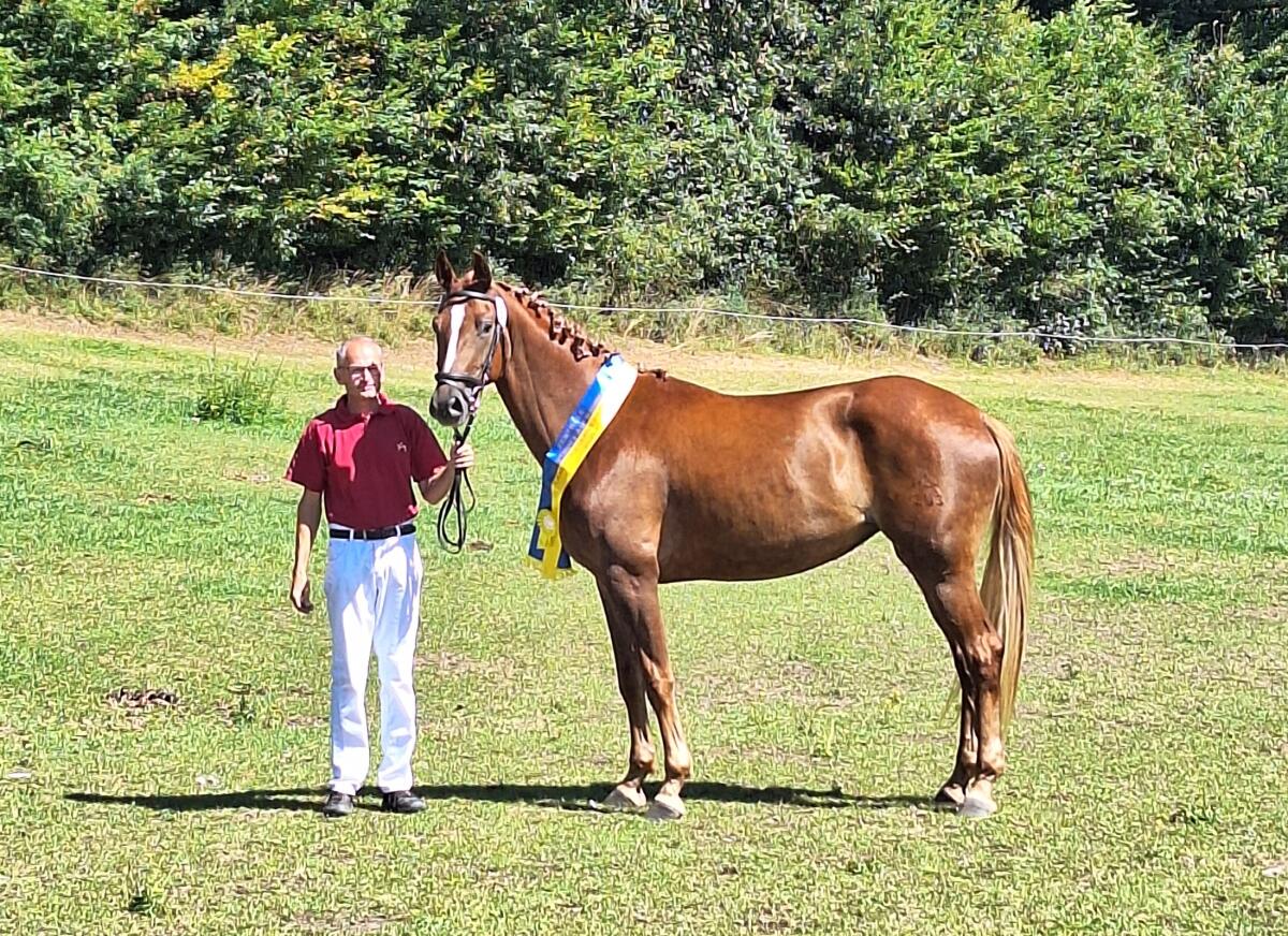 Warmblutstute 3