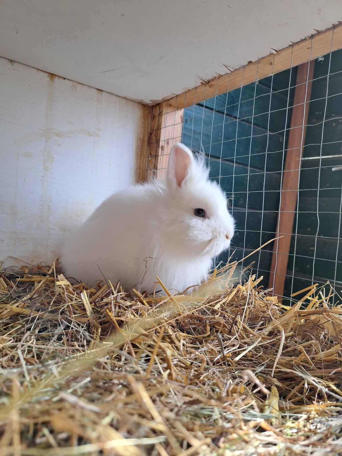 Löwenkopfhase 1
