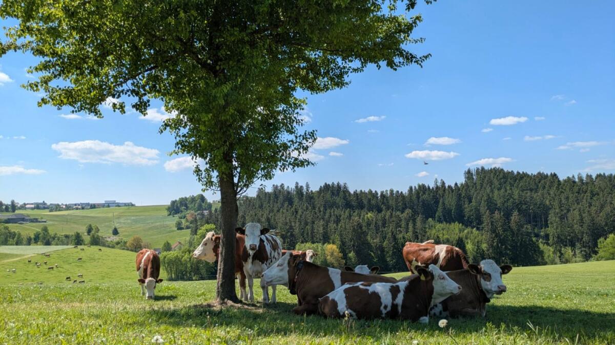 Verkaufe BIO Kalbinnen Fleckvieh 1