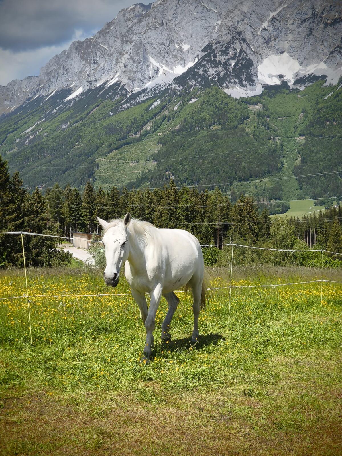 Liebe Lipizzanerstute zu verkaufen 1