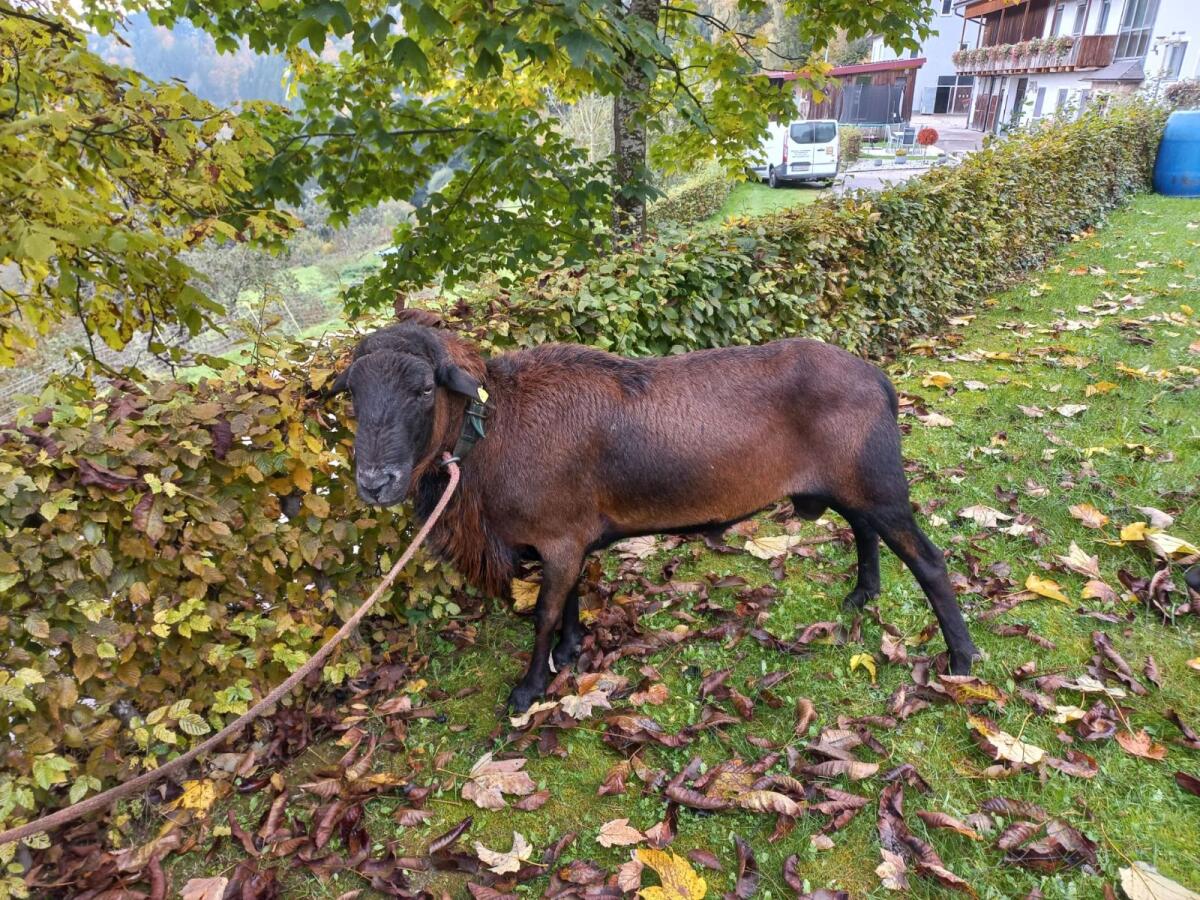 Barbados Black Belly Bock 1