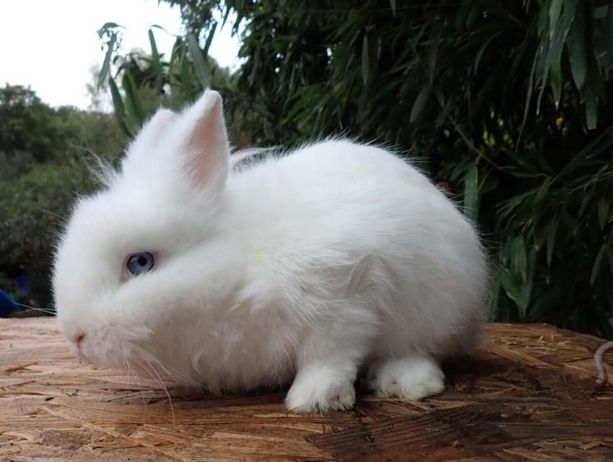 Letzte 4 Zwerg-Löwenkopf-Kaninchen 3