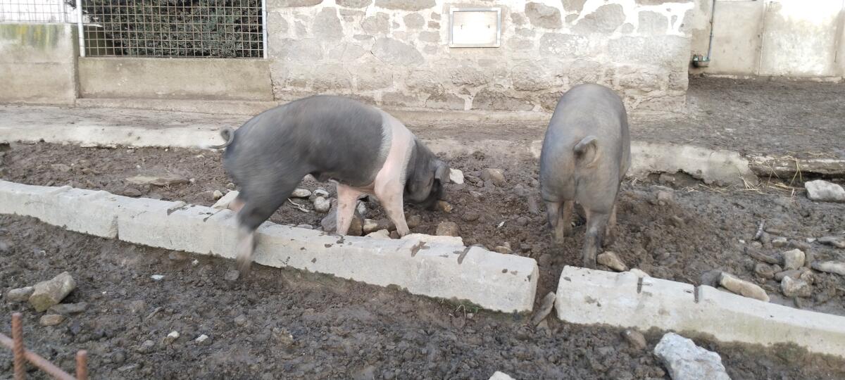 Schlachtschweine Mastschweine 3