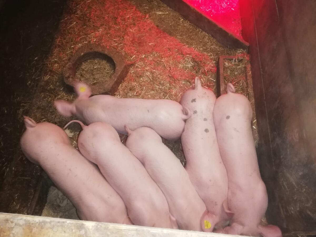 Verkaufe schöne Ferkel 1